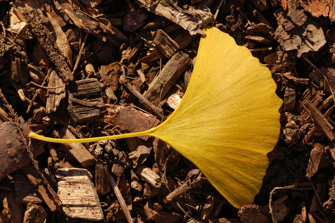 Ginkgo
