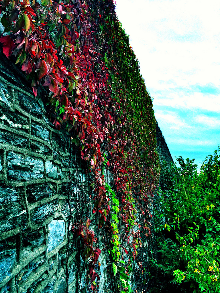ivy-stone-wall