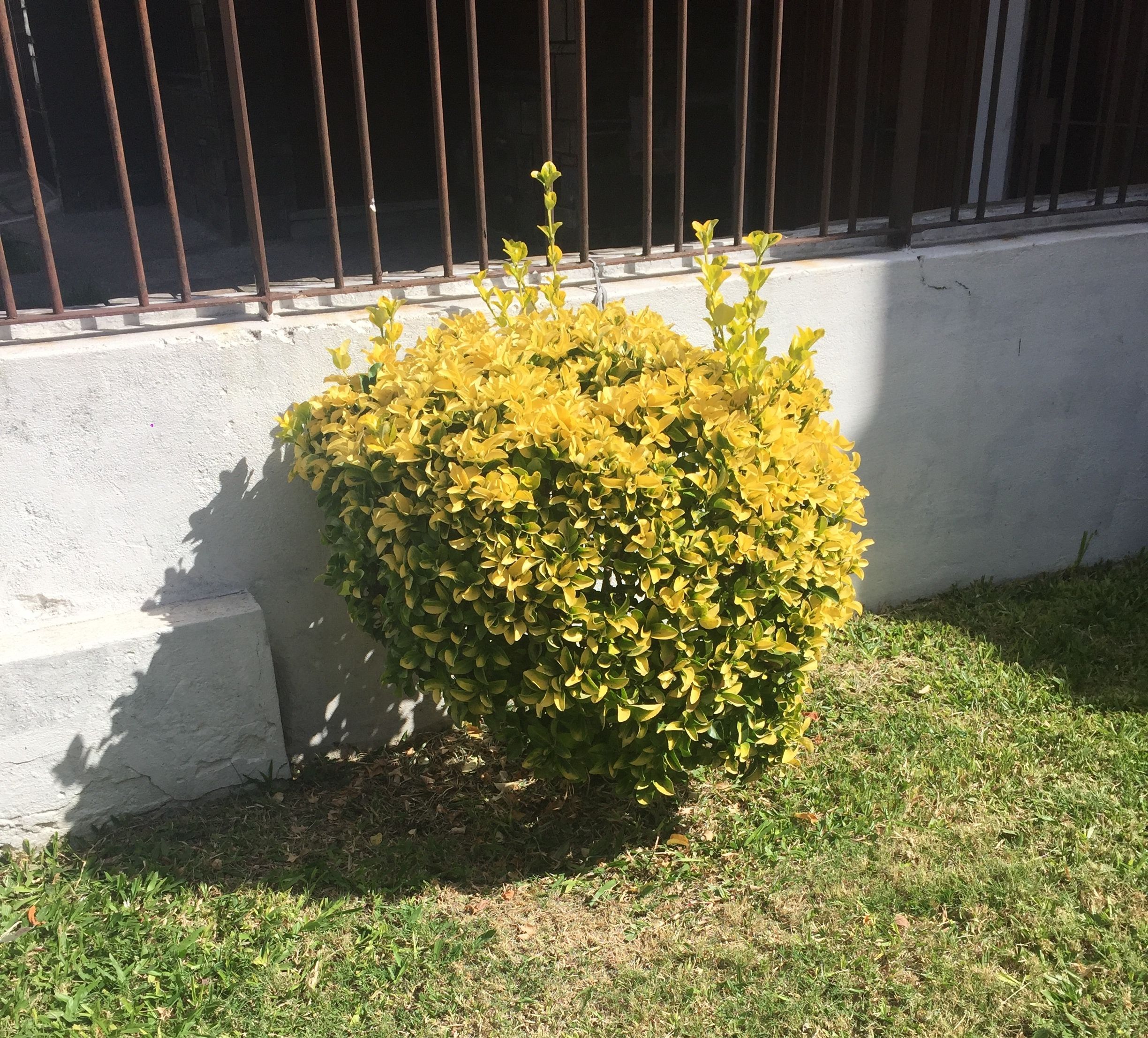 Evónimo_en_Montevideo