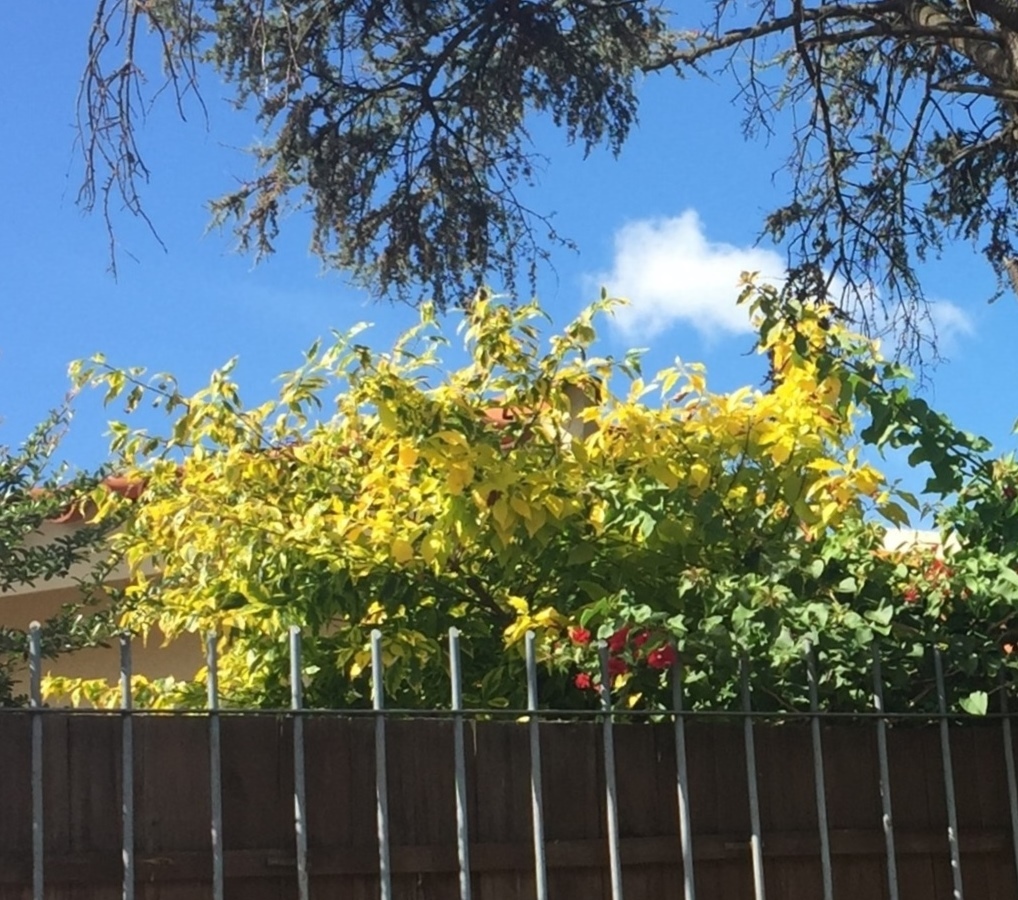 Enredadera verde y amarilla