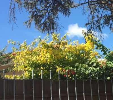 Enredadera verde y amarilla