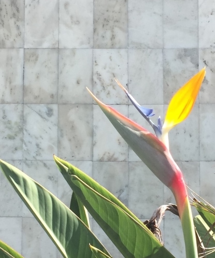 Strelitzia