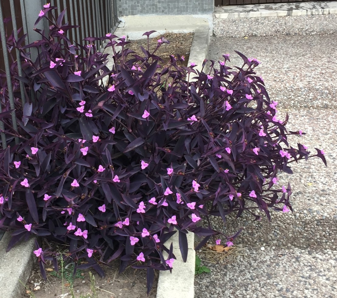 Tradescantia pallida -purpurina- 01
