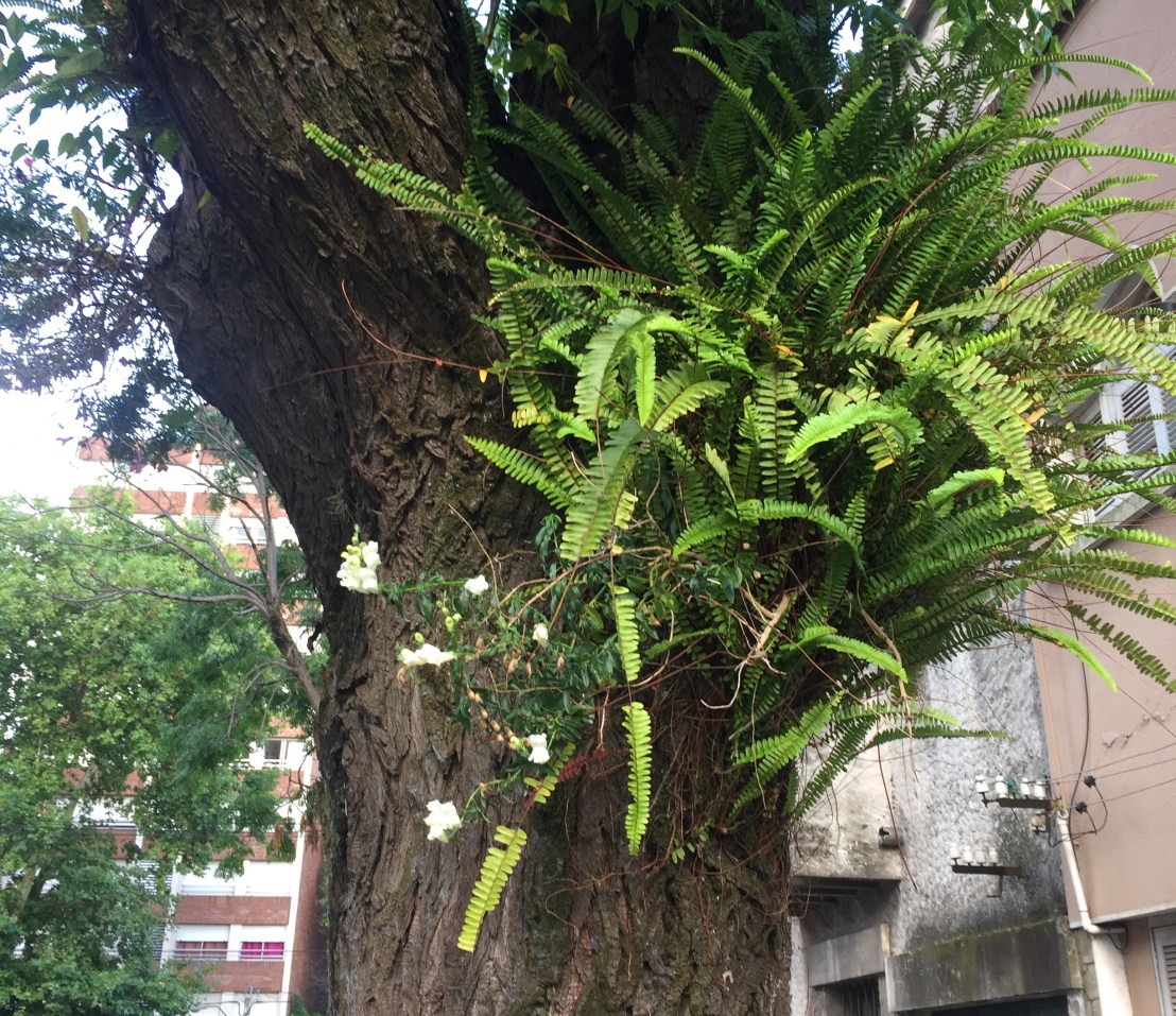 Arbol helecho boca de sapo