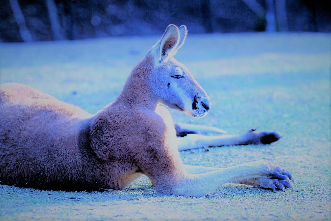 fluor_kangaroo-1951461_1280